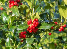Cesmína obecná 'Pyramidalis' - Ilex aquifolium 'Pyramidalis'
