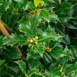 Cesmína obecná 'Pyramidalis' - Ilex aquifolium 'Pyramidalis'