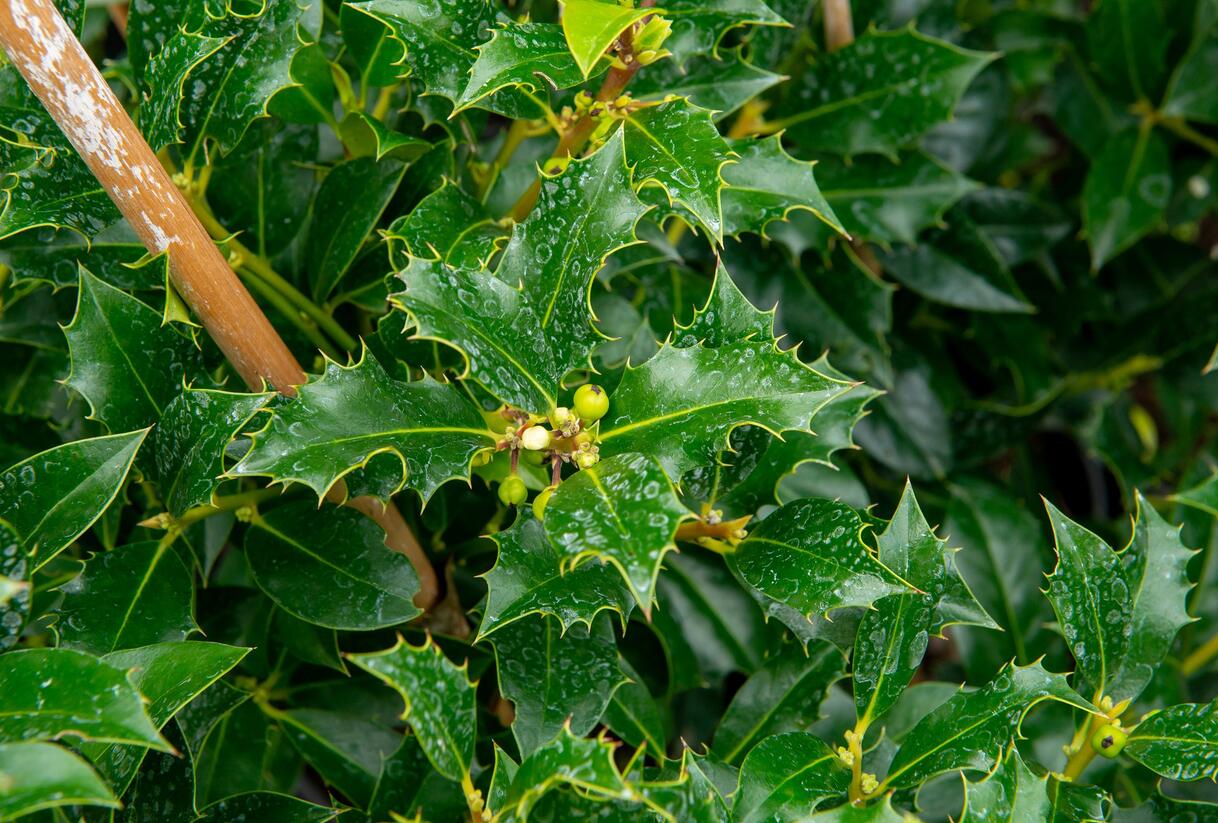 Cesmína obecná 'Pyramidalis' - Ilex aquifolium 'Pyramidalis'