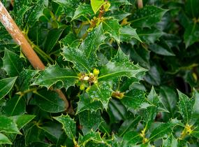 Cesmína obecná 'Pyramidalis' - Ilex aquifolium 'Pyramidalis'