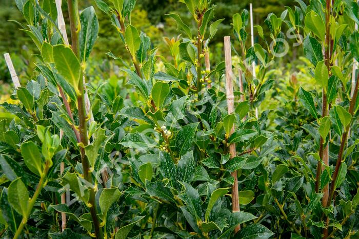 Cesmína obecná 'Pyramidalis' - Ilex aquifolium 'Pyramidalis'