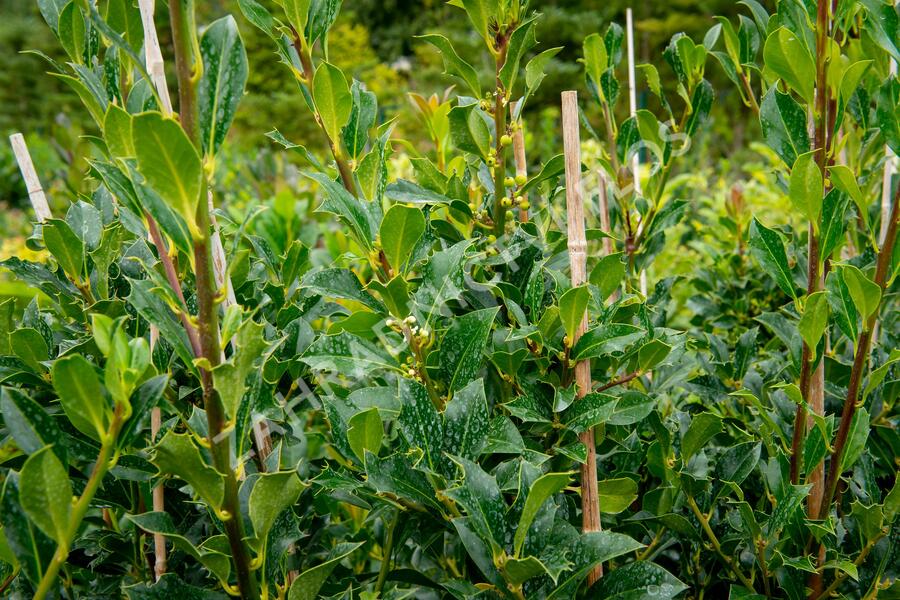 Cesmína obecná 'Pyramidalis' - Ilex aquifolium 'Pyramidalis'