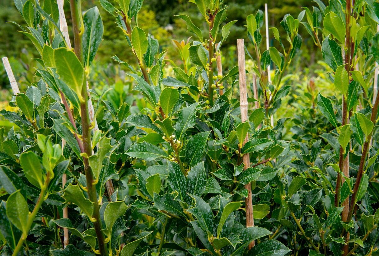 Cesmína obecná 'Pyramidalis' - Ilex aquifolium 'Pyramidalis'