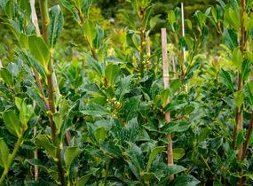 Cesmína obecná 'Pyramidalis' - Ilex aquifolium 'Pyramidalis'