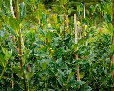 Cesmína obecná 'Pyramidalis'