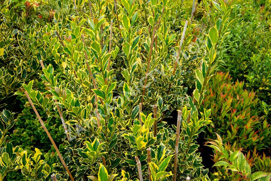 Cesmína obecná 'Pyramidalis Aurea' - Ilex aquifolium 'Pyramidalis Aurea'