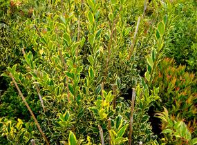 Cesmína obecná 'Pyramidalis Aurea' - Ilex aquifolium 'Pyramidalis Aurea'
