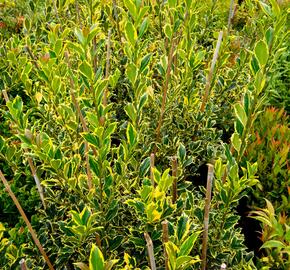 Cesmína obecná 'Pyramidalis Aurea' - Ilex aquifolium 'Pyramidalis Aurea'