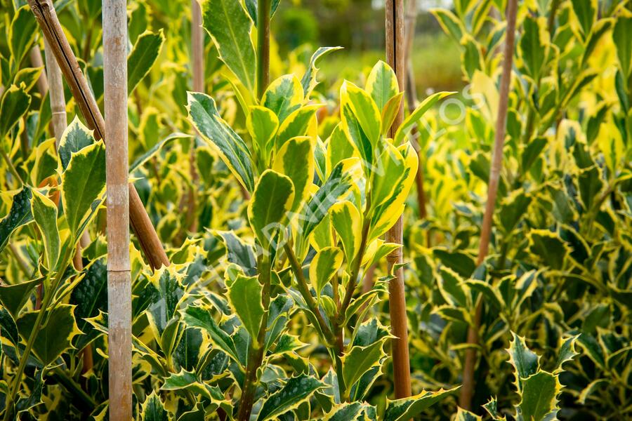 Cesmína obecná 'Pyramidalis Aurea' - Ilex aquifolium 'Pyramidalis Aurea'