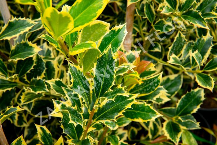 Cesmína obecná 'Pyramidalis Aurea' - Ilex aquifolium 'Pyramidalis Aurea'