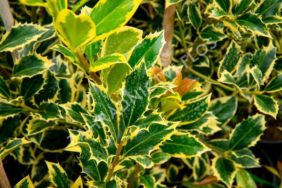 Cesmína obecná 'Pyramidalis Aurea' - Ilex aquifolium 'Pyramidalis Aurea'