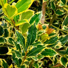 Cesmína obecná 'Pyramidalis Aurea' - Ilex aquifolium 'Pyramidalis Aurea'