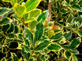 Cesmína obecná 'Pyramidalis Aurea' - Ilex aquifolium 'Pyramidalis Aurea'