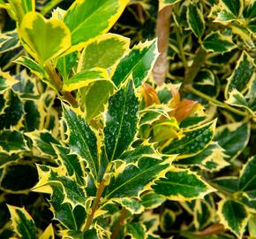 Cesmína obecná 'Pyramidalis Aurea' - Ilex aquifolium 'Pyramidalis Aurea'