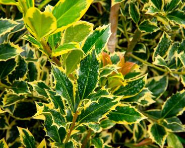 Cesmína obecná 'Pyramidalis Aurea'