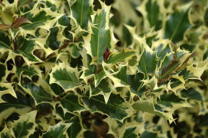 Cesmína obecná 'Madame Briot' - Ilex aquifolium 'Madame Briot'