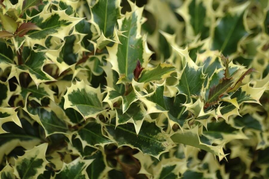 Cesmína obecná 'Madame Briot' - Ilex aquifolium 'Madame Briot'