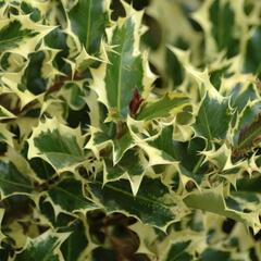 Cesmína obecná 'Madame Briot' - Ilex aquifolium 'Madame Briot'