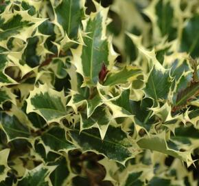 Cesmína obecná 'Madame Briot' - Ilex aquifolium 'Madame Briot'