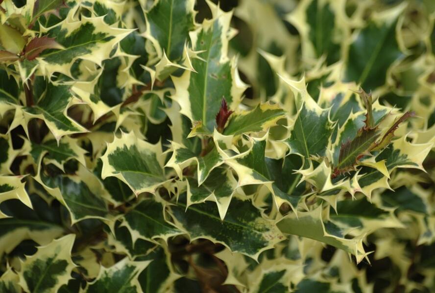 Cesmína obecná 'Madame Briot' - Ilex aquifolium 'Madame Briot'