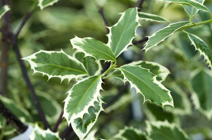 Cesmína obecná 'Handsworth New Silver' - Ilex aquifolium 'Handsworth New Silver'