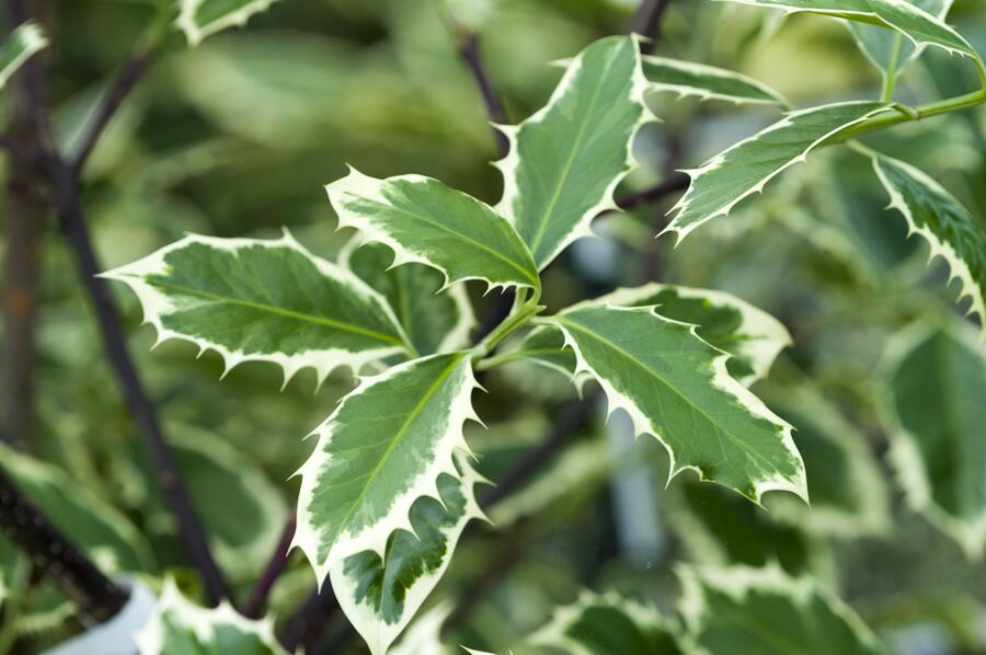 Cesmína obecná 'Handsworth New Silver' - Ilex aquifolium 'Handsworth New Silver'