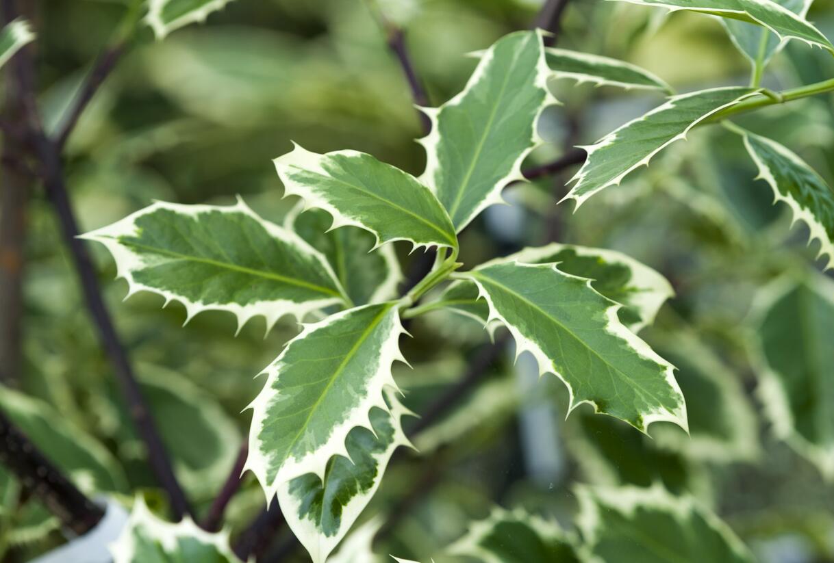 Cesmína obecná 'Handsworth New Silver' - Ilex aquifolium 'Handsworth New Silver'