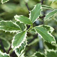 Cesmína obecná 'Handsworth New Silver' - Ilex aquifolium 'Handsworth New Silver'