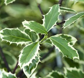 Cesmína obecná 'Handsworth New Silver' - Ilex aquifolium 'Handsworth New Silver'