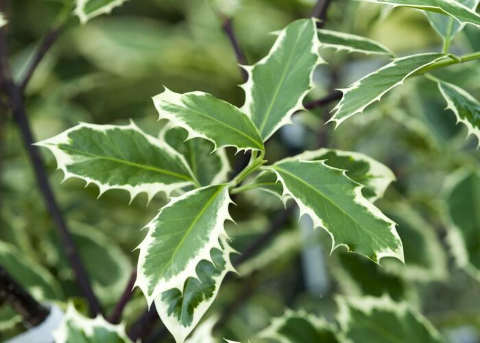 Cesmína obecná 'Handsworth New Silver' - Ilex aquifolium 'Handsworth New Silver'