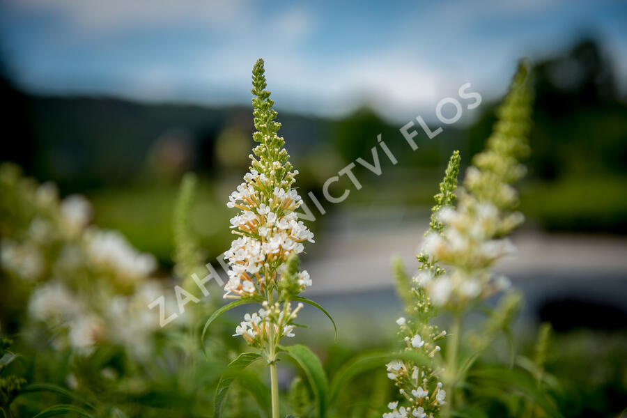 Motýlí keř, Komule Davidova 'Marbled White' - Buddleja davidii 'Marbled White'