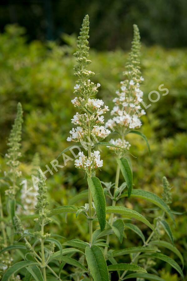 Motýlí keř, Komule Davidova 'Marbled White' - Buddleja davidii 'Marbled White'