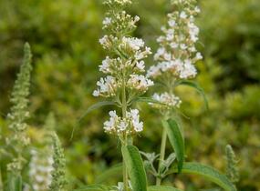 Motýlí keř, Komule Davidova 'Marbled White' - Buddleja davidii 'Marbled White'