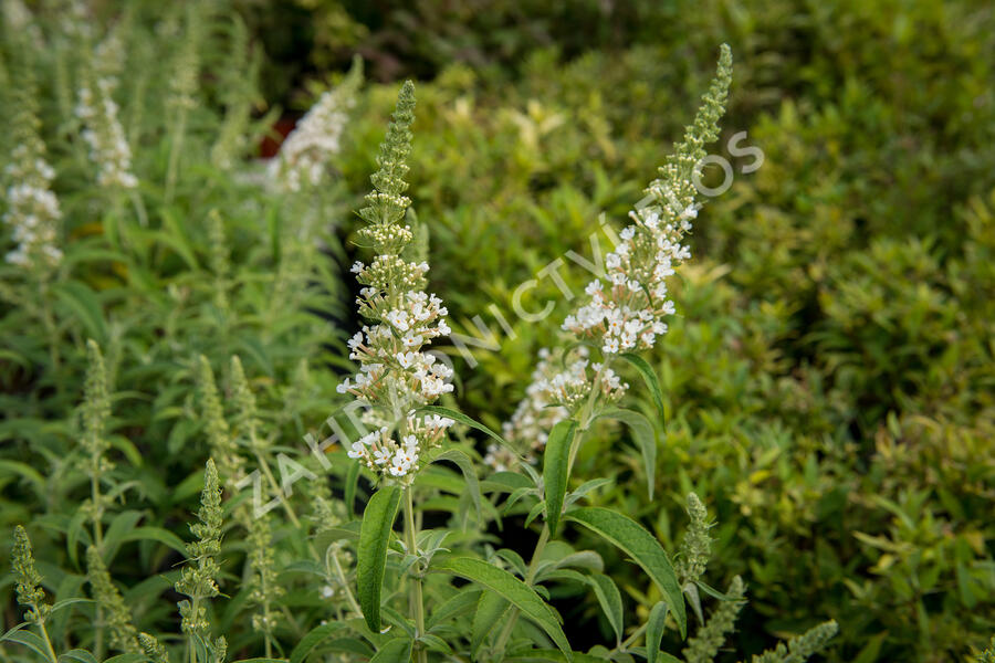 Motýlí keř, Komule Davidova 'Marbled White' - Buddleja davidii 'Marbled White'