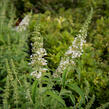 Motýlí keř, Komule Davidova 'Marbled White' - Buddleja davidii 'Marbled White'