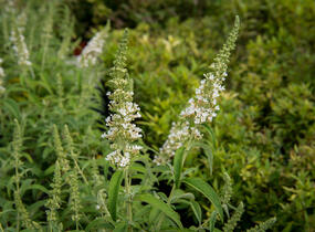 Motýlí keř, Komule Davidova 'Marbled White' - Buddleja davidii 'Marbled White'