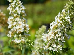 Motýlí keř, Komule Davidova 'Marbled White' - Buddleja davidii 'Marbled White'