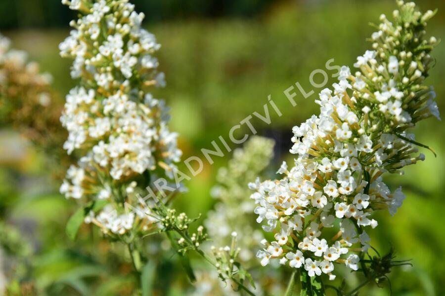 Motýlí keř, Komule Davidova 'Marbled White' - Buddleja davidii 'Marbled White'