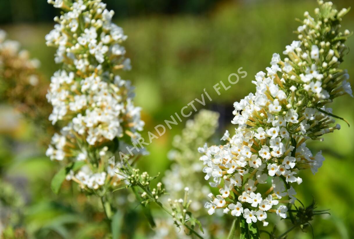 Motýlí keř, Komule Davidova 'Marbled White' - Buddleja davidii 'Marbled White'