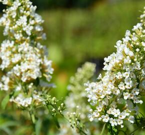 Motýlí keř, Komule Davidova 'Marbled White' - Buddleja davidii 'Marbled White'