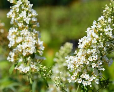 Motýlí keř, Komule Davidova 'Marbled White'