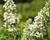 Motýlí keř, Komule Davidova 'Marbled White'