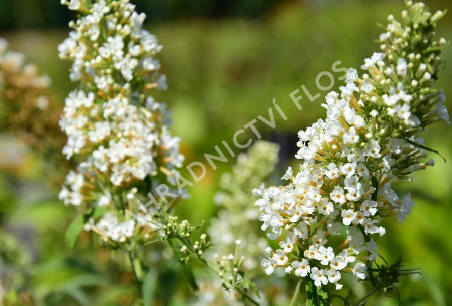 Motýlí keř, Komule Davidova 'Marbled White' - Buddleja davidii 'Marbled White'