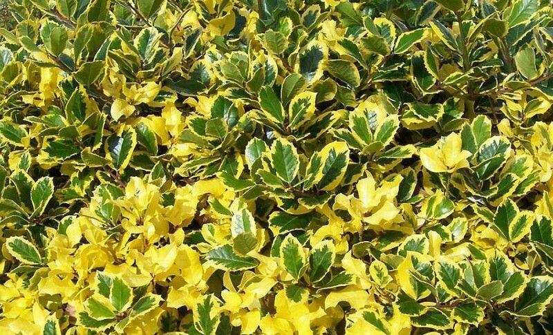 Cesmína obecná 'Golden van Tol' - Ilex aquifolium 'Golden van Tol'