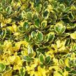 Cesmína obecná 'Golden van Tol' - Ilex aquifolium 'Golden van Tol'