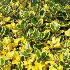 Cesmína obecná 'Golden van Tol' - Ilex aquifolium 'Golden van Tol'