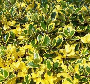 Cesmína obecná 'Golden van Tol' - Ilex aquifolium 'Golden van Tol'
