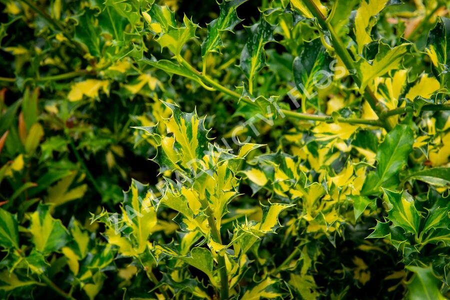 Cesmína obecná 'Golden Milkboy' - Ilex aquifolium 'Golden Milkboy'