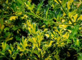 Cesmína obecná 'Golden Milkboy' - Ilex aquifolium 'Golden Milkboy'