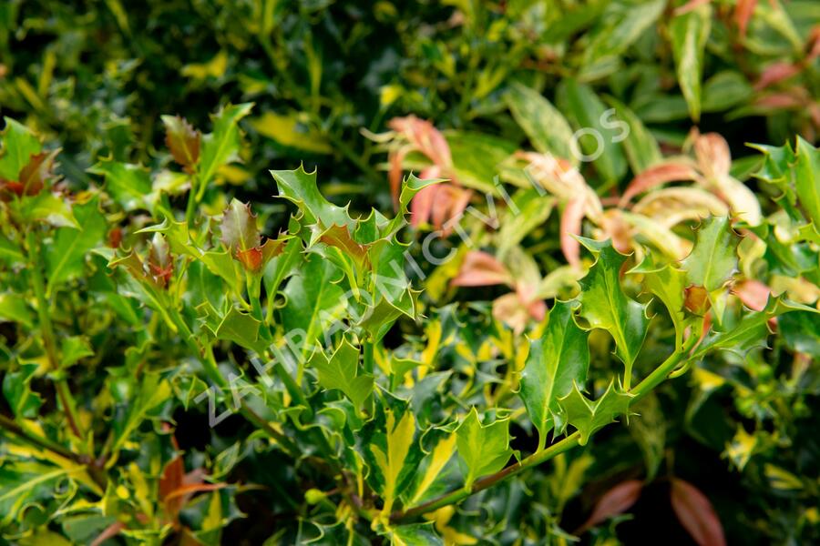 Cesmína obecná 'Golden Milkboy' - Ilex aquifolium 'Golden Milkboy'